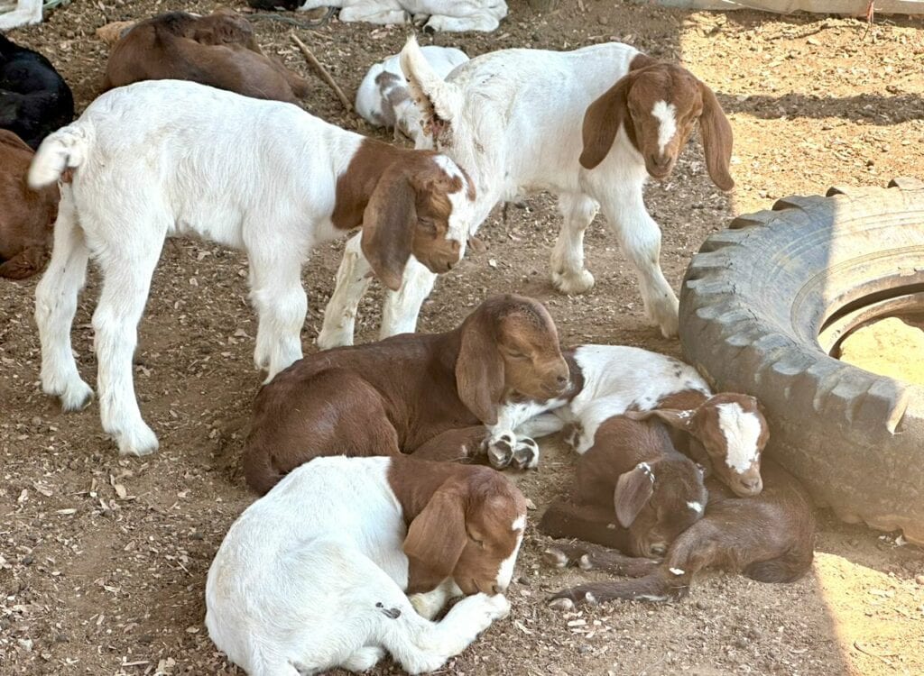boer goat kids