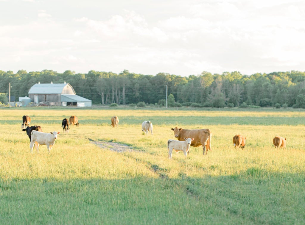 Cows during Engagement Session - Poses during Engagement Session Sunset - Natural Posing for Photo Session - Couples Photo Session Fun - Fun on the Farm - Farm Engagement Session - Blue and Brown Engagement Session Inspiration - Natural Engagement Session Posing - Ideas for what to wear for Engagement Photography, Modern Engagement Session Inspiration Wardrobe Ideas. Unsure of what to wear for your engagement photos, we've got you! Romantic brown with black leggings for Summer Engagement in Almonte. Grey Loft Studio is Ottawa's Wedding and Engagement Photographer for Real couples, showcasing photos that are modern, bright, and fun.