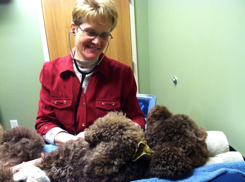 health testing | Good Day Doodles | Australian Labradoodles in North Carolina