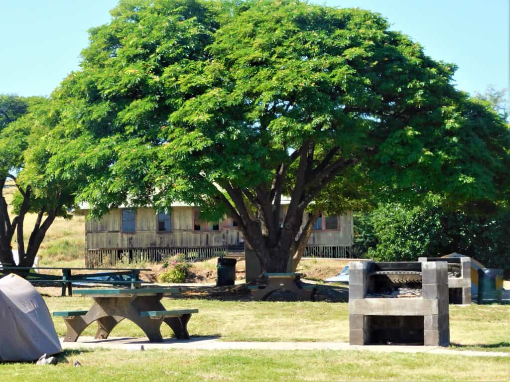 camping-picnic-banyan-tree-Hawaii