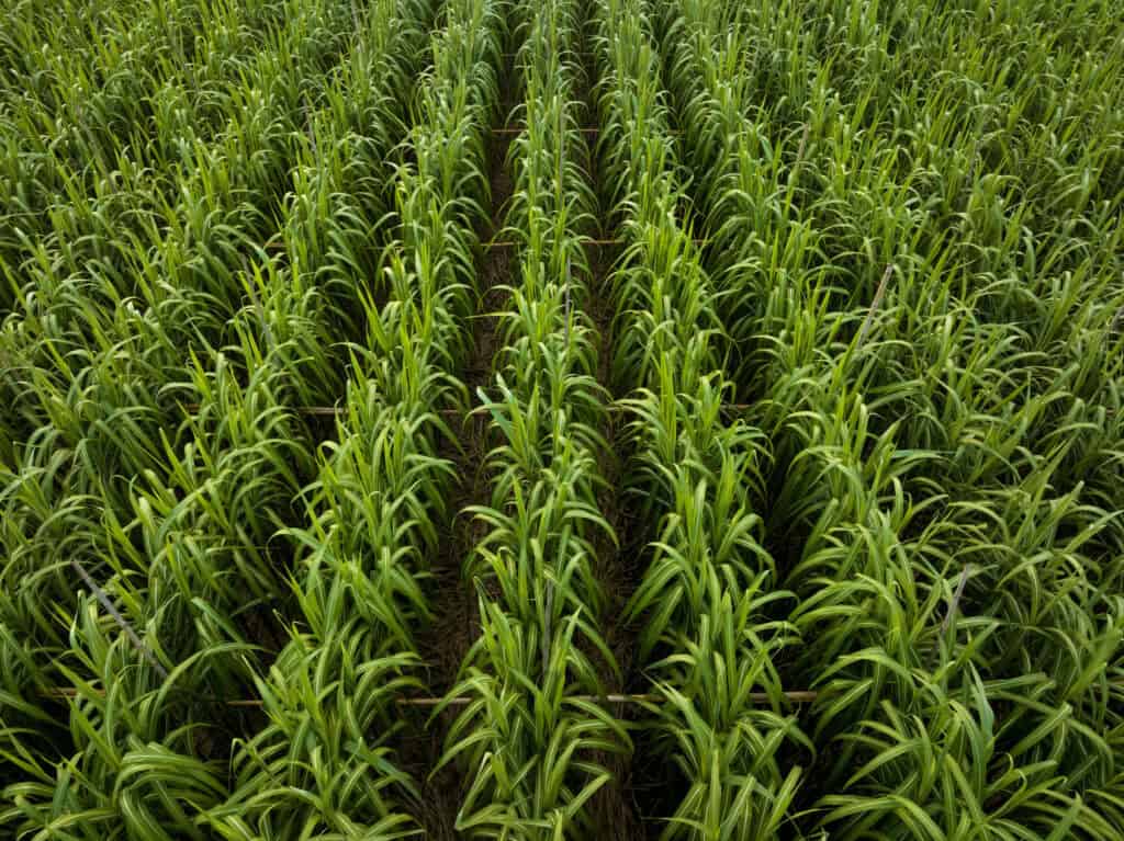 sugarcane for vodka distillation