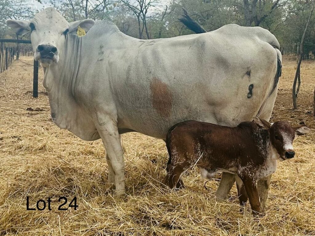 Lot 24