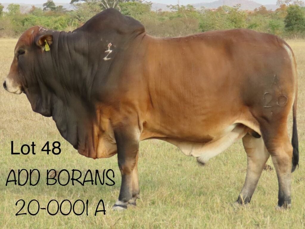 Lot 48