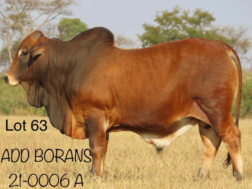 Lot 63