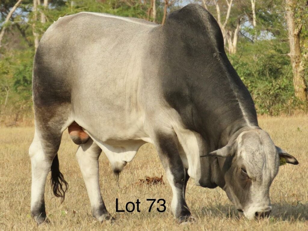 Lot 73-3