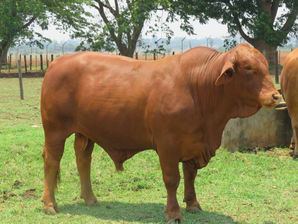 Droughtmaster bull
