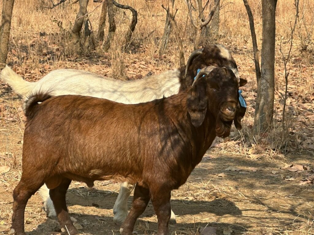 Kalahari red in front of Boer goat