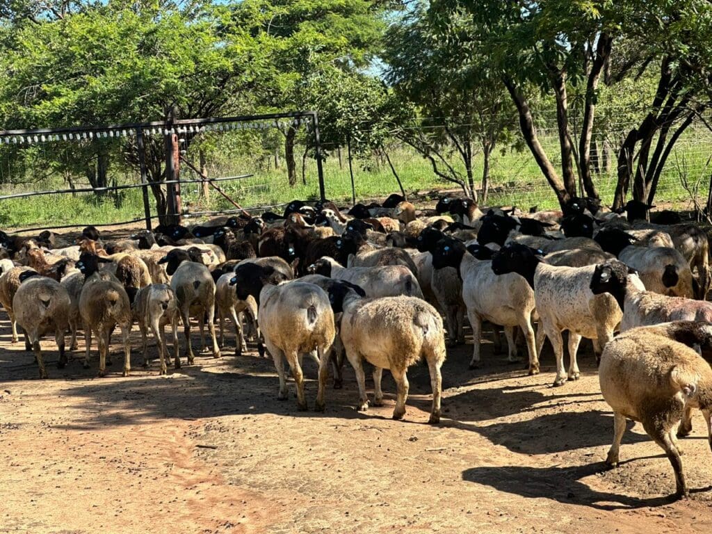 PHOTO-2024-10-11-16-34-35 2