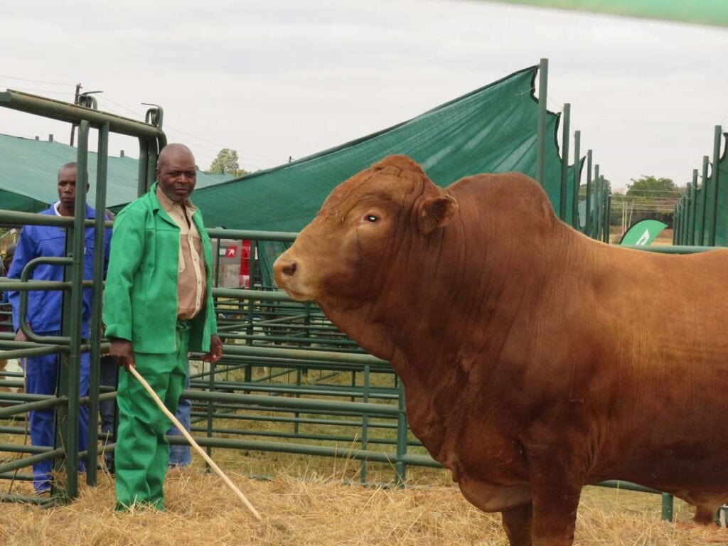 joint top priced bull Tuli