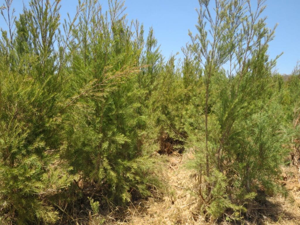 PIC 3