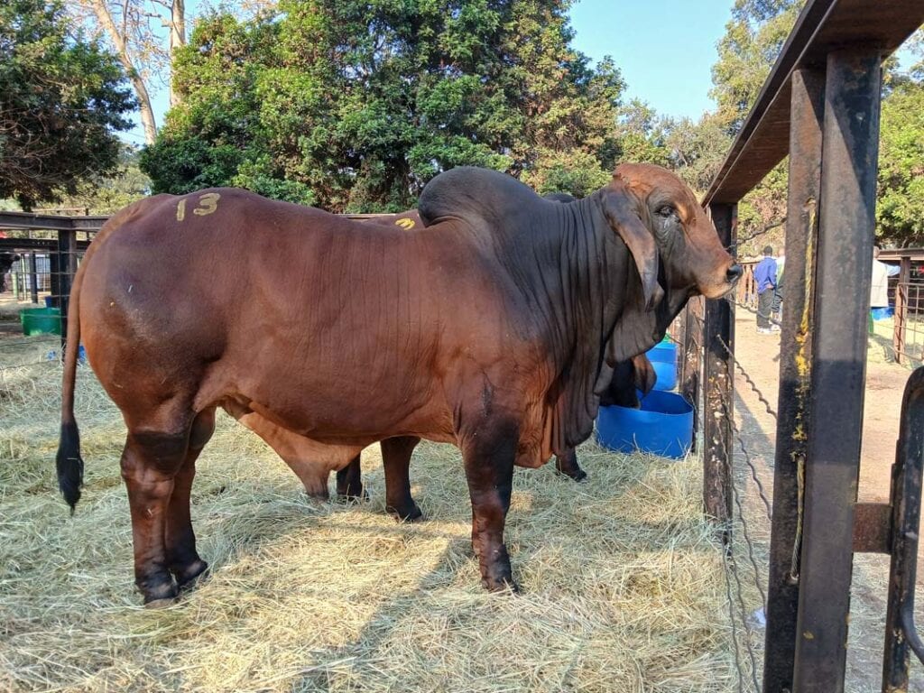 brahman 13
