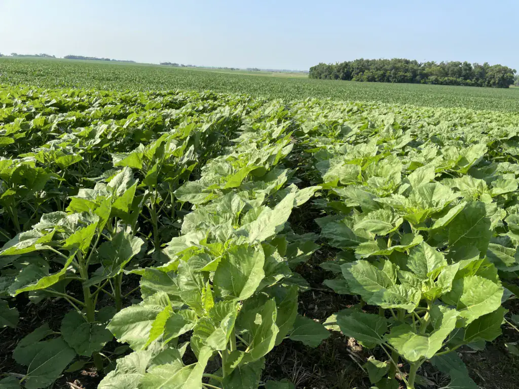 Field trial