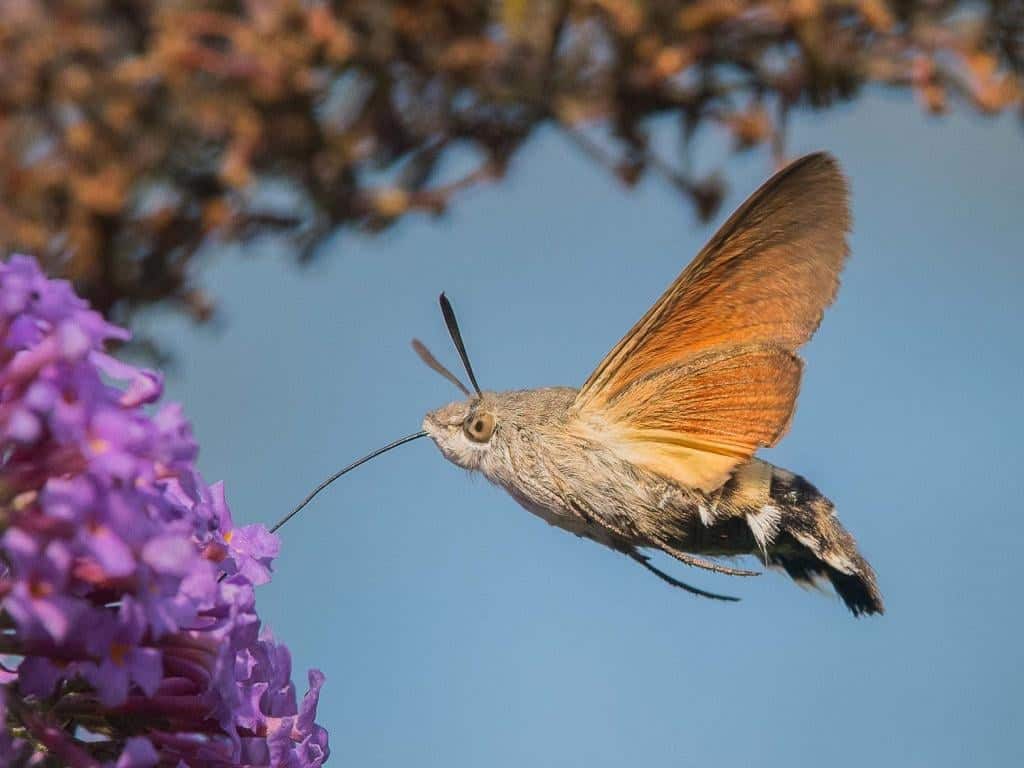 Is a Hummingbird a Bird Or an Insect