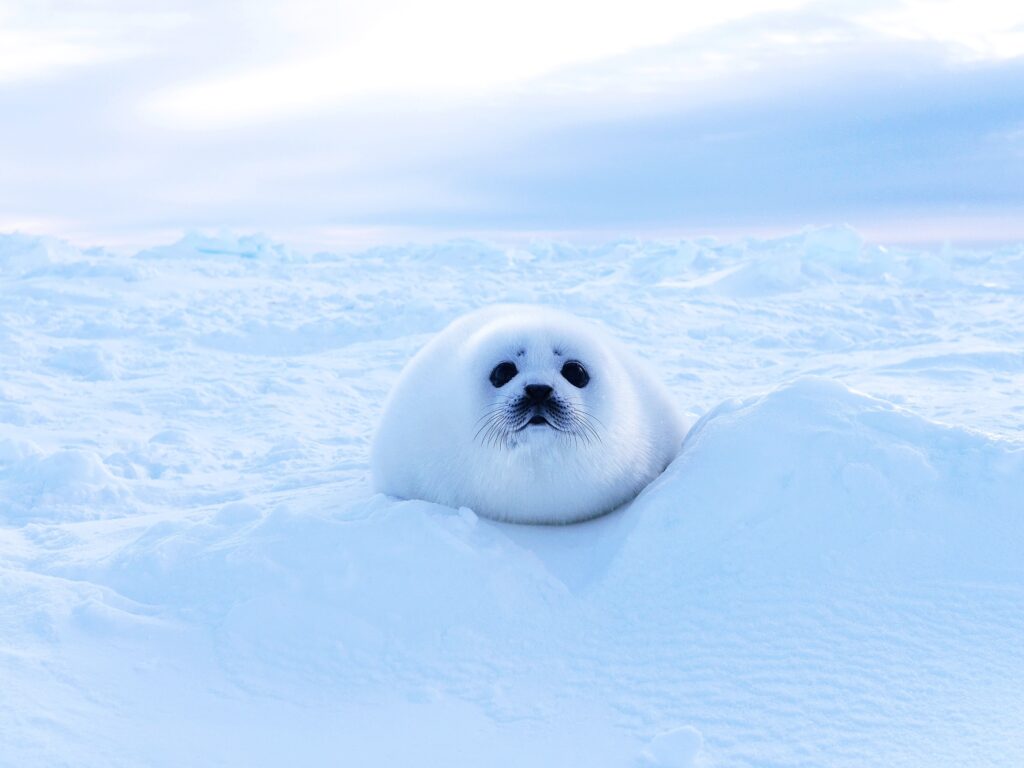 アザラシの赤ちゃん