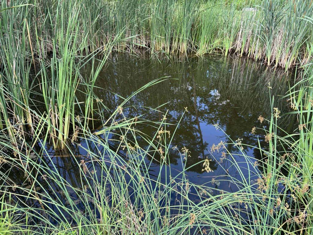 stormwater pond inspection