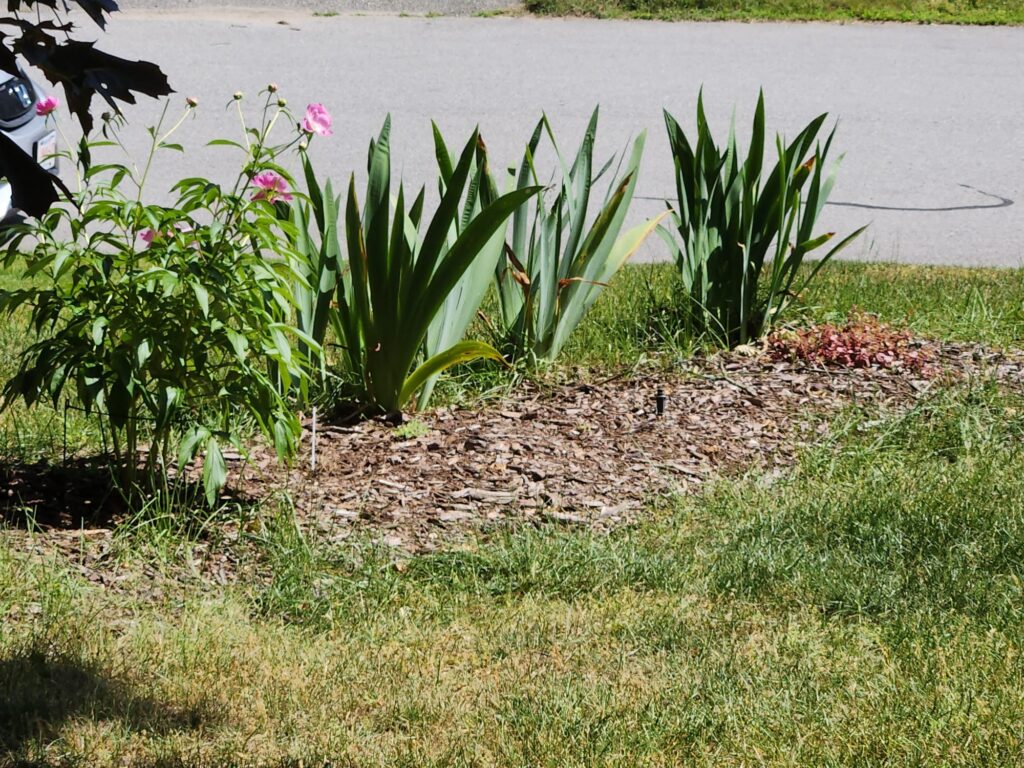 Perennial in the yard