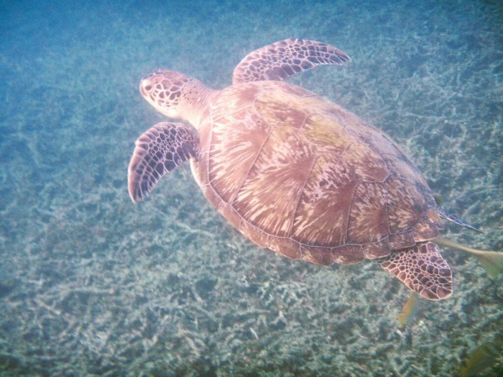 George the Turtle