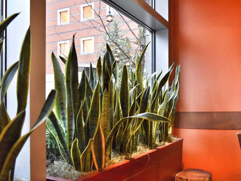 Snake succulent plant.