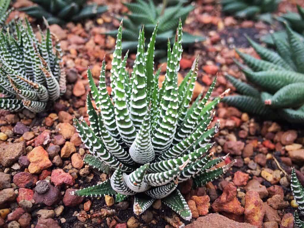 Succulents Zebra ornamental plant