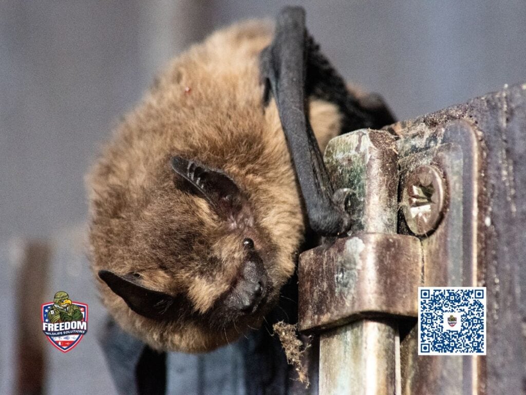 bat control service near me