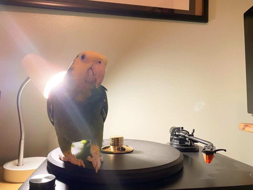 lp7 hifi chicken