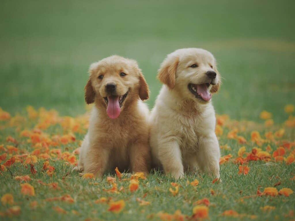 How Supplements Can Help Better Your Dog's Health