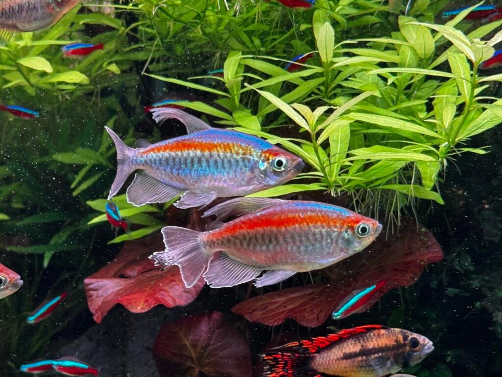 Congo Tetra