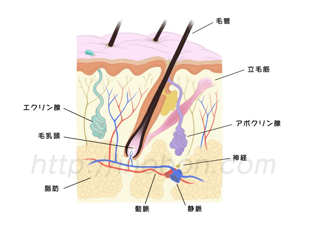 皮膚の基本構造の断面図と解剖学イラスト