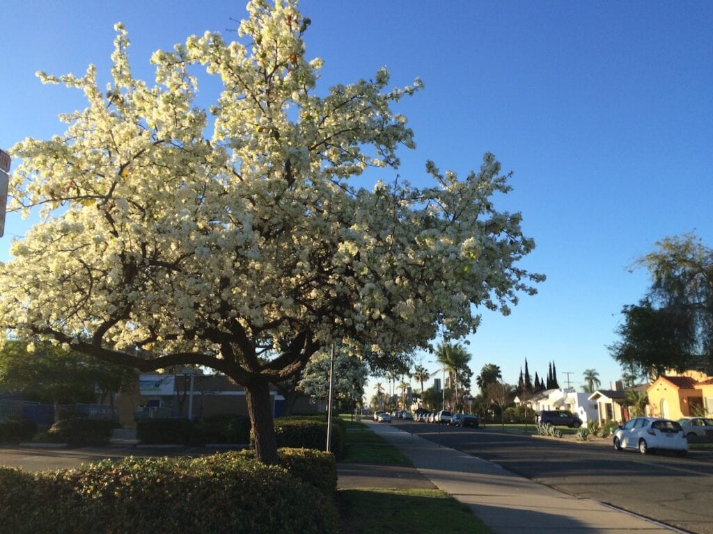 beautiful tree in Oak park San Diego