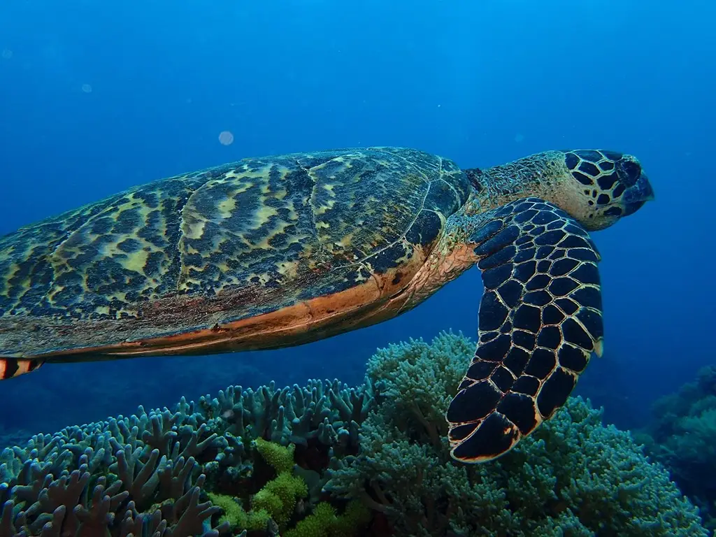 Another turtle swimming around Apo Island.  This is a different breed of turtle with different markings.