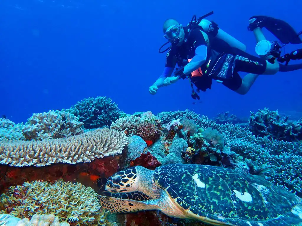 An underwater picture of someone scuba diving on Apo Reef with the reef and a turtle in the foreground. This is taken at Apo Reef in the Philippines