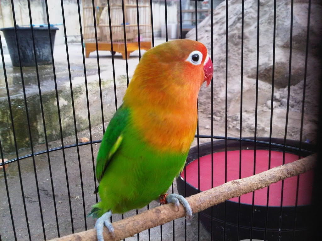 Body Ideal Love Bird