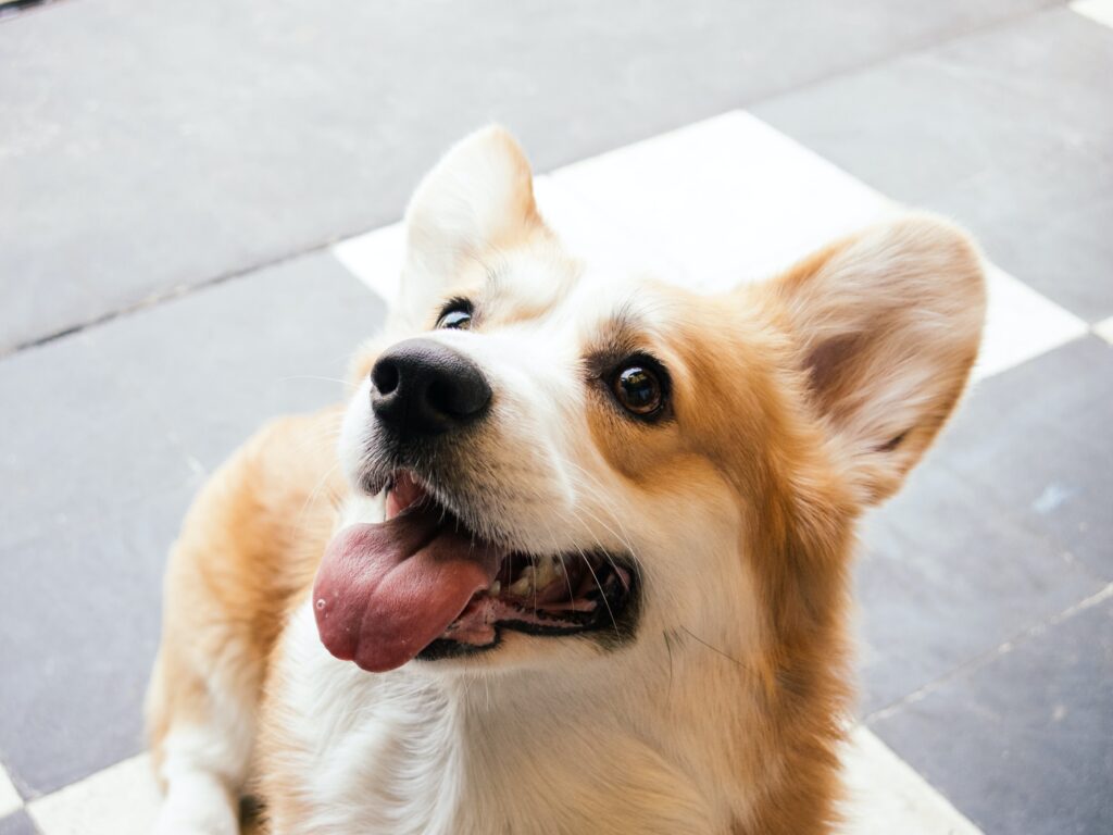 Are corgis aggressive