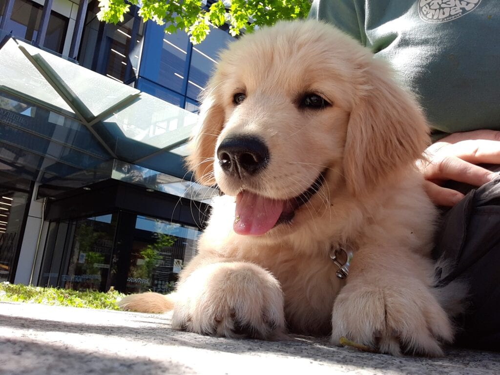 Service dog puppy lying down in the shade observing people
