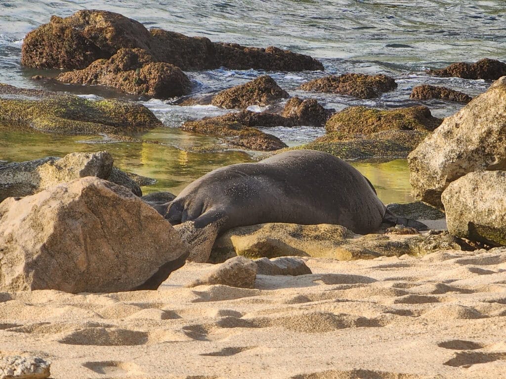 A Hawaiian monk seal resting on the golden sand at Secret Beach on Oʻahu, surrounded by lava rocks and tide pools near the shoreline.
