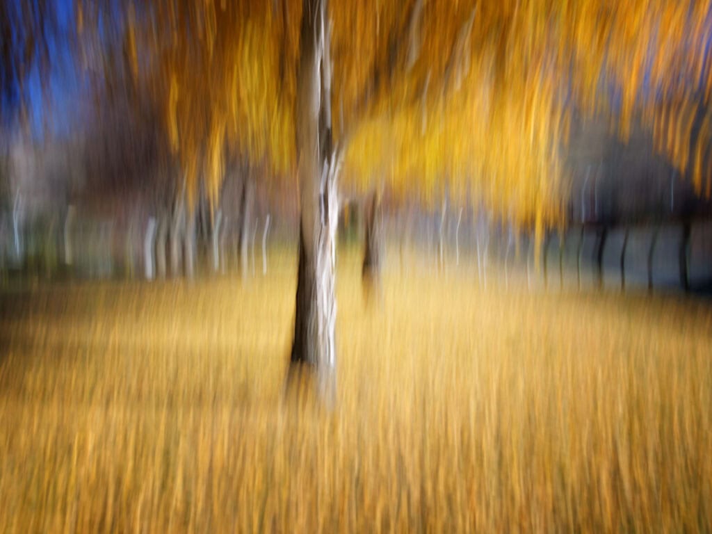 An autumn evening in Wanaka Station Park. Silver birch standing steady in a field of motion.