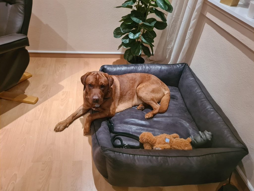 Tiertherapie-ChiefElliot - Praxis Bewusst-Sein Therapiehund in der Praxis
