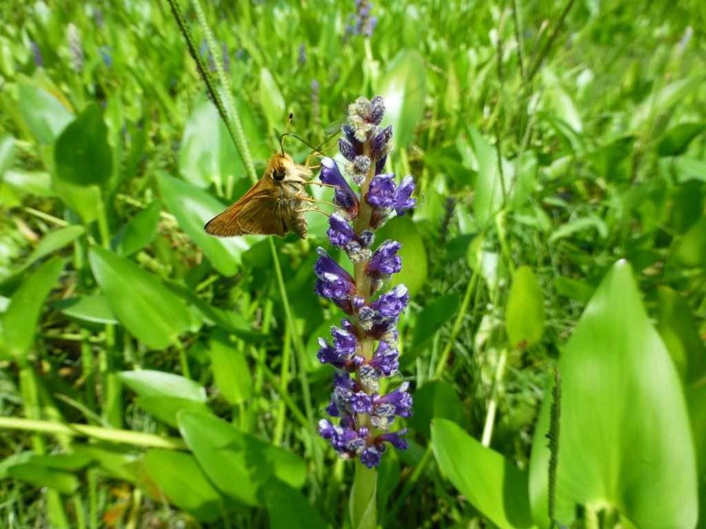 Sachem Skipper (Atalopedes campestris)