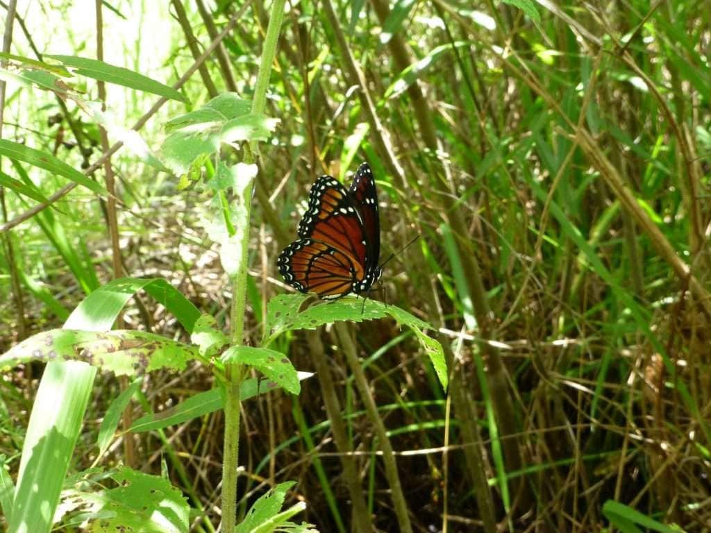 Viceroy (Limenitis archippus)