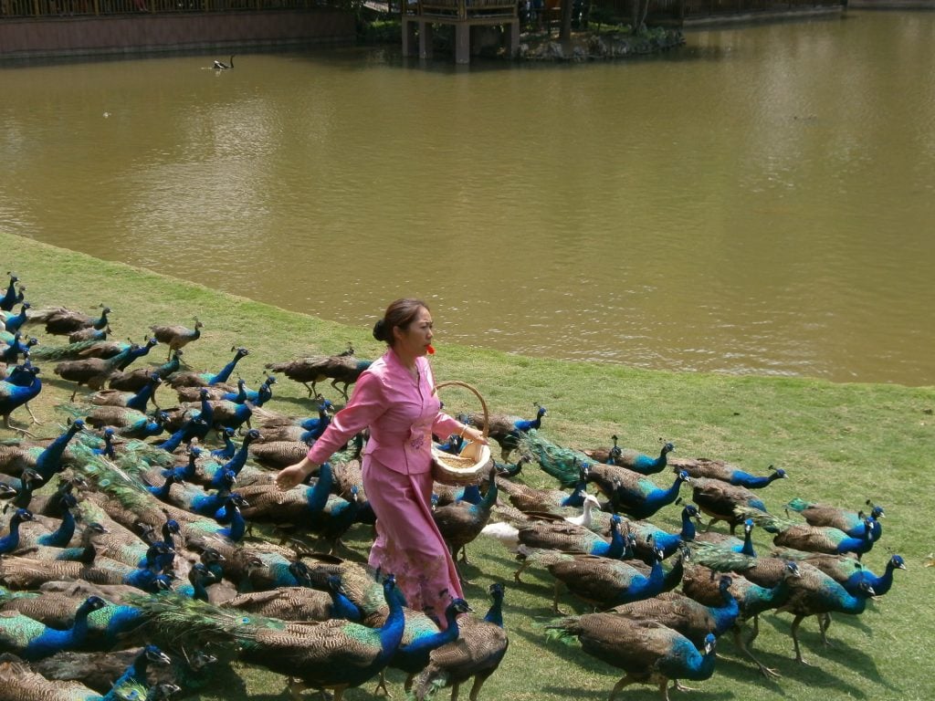 Peacock Park, Xishuangbanna, Yunnan
