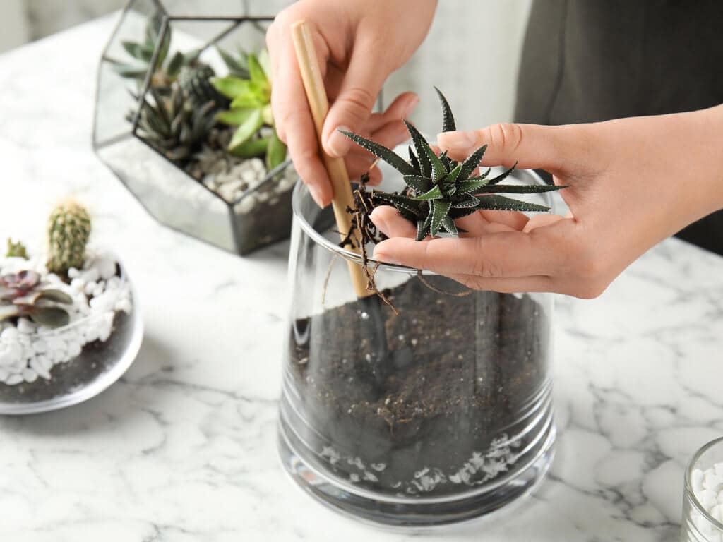 Terrarium