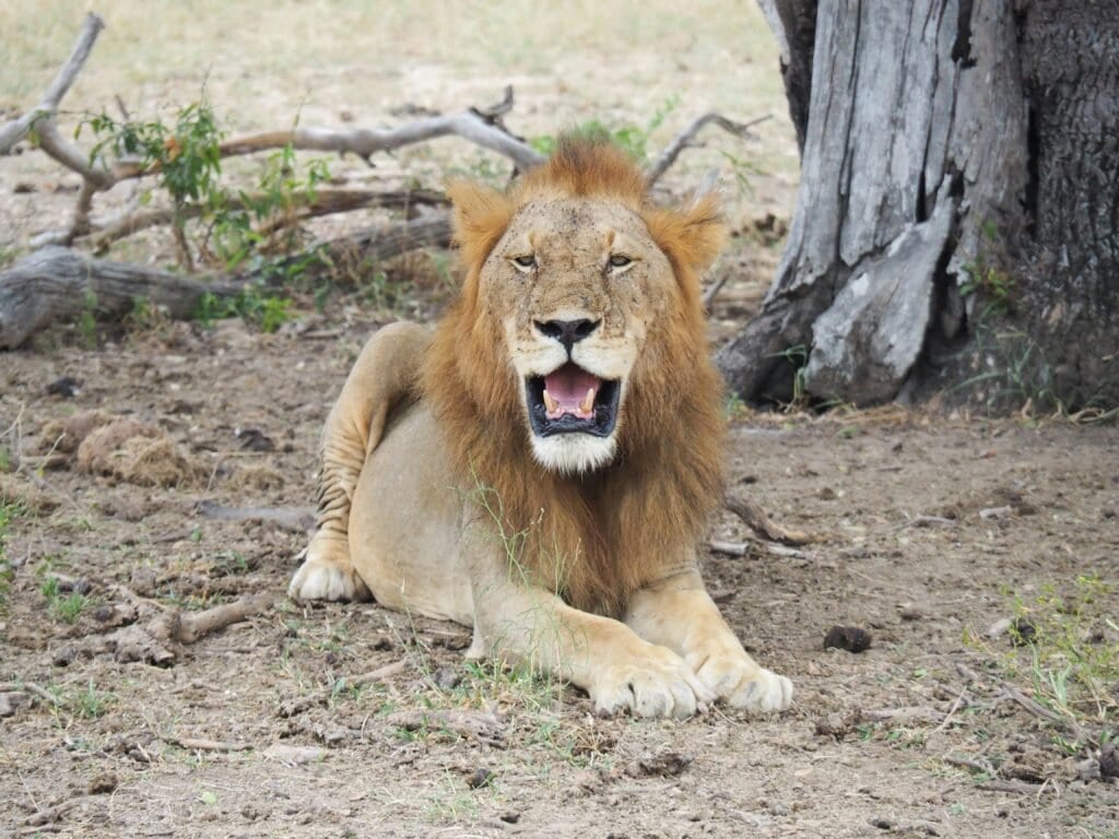Nyerere National Park