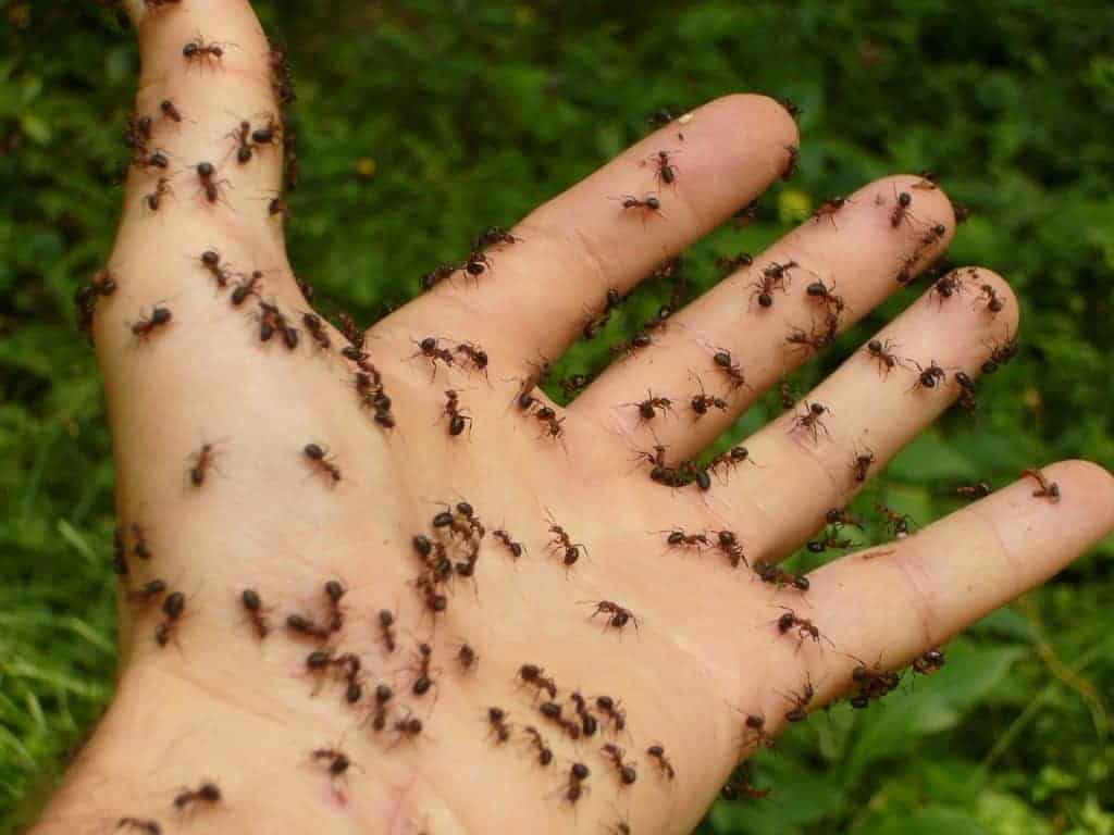 A hand covered in ants.