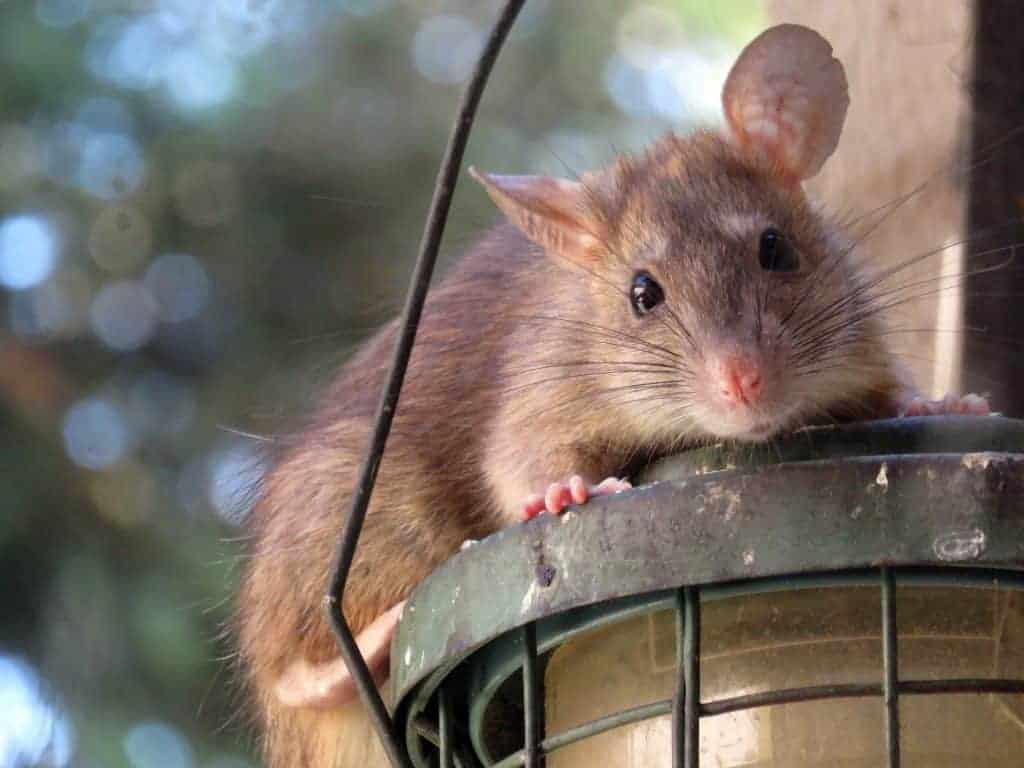 Professional rodent control services