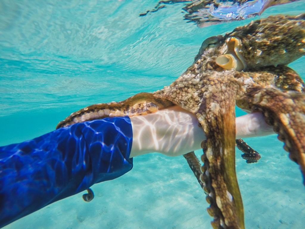 Diving with tako in Hawaii