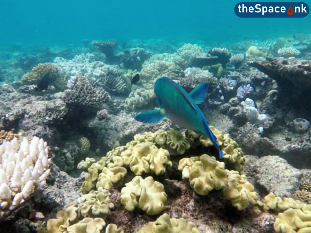 From the Coral Reef to Rainforest Visiting Cairns Australia