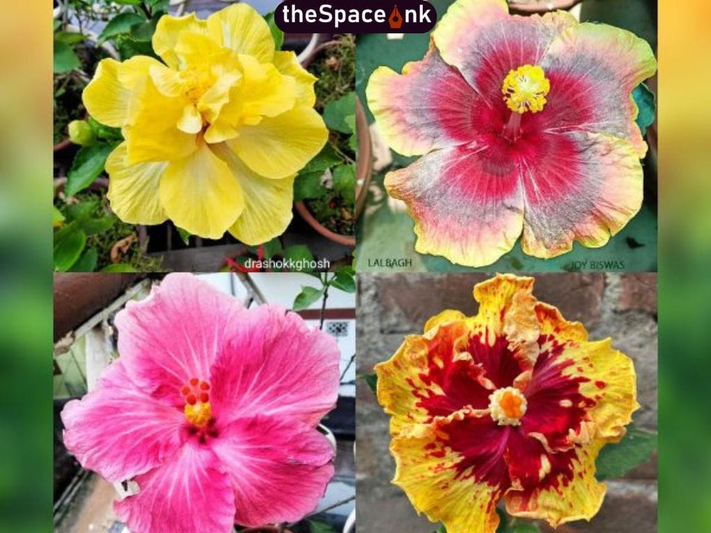 Hibiscus
