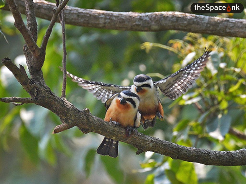 COLLARED FALCONET