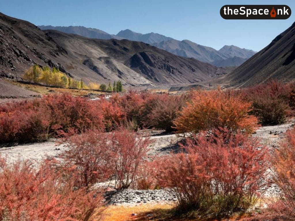Changthang_Ladakh