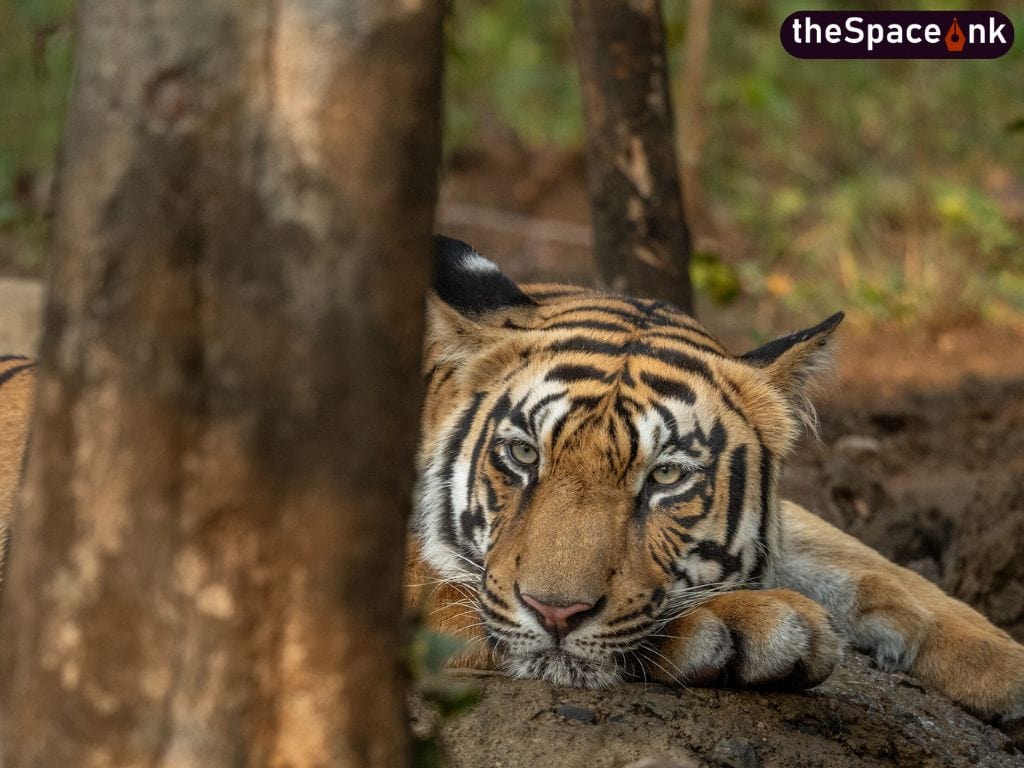 World Wildlife Day